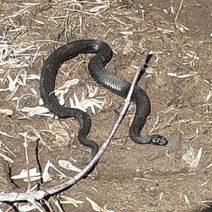 В Оренбуржье из своих нор начали выползать змеи