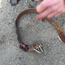 В Домбаровском районе мужчина из найденного ружья застрелил собаку соседа (18+)