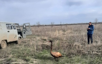В Оренбурге спасли лебедя