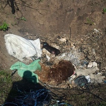 В Оренбурге в лесу недалеко от домов обнаружили трупы собак