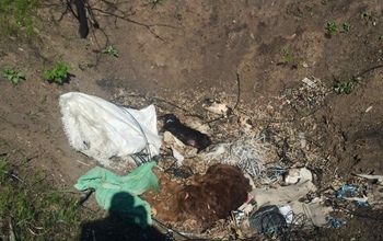 В Оренбурге в лесу недалеко от домов обнаружили трупы собак