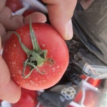 В Оренбургской области в крупной партии томатов обнаружили картофельную моль