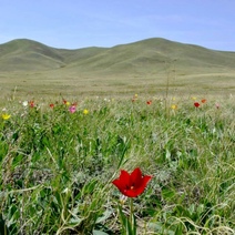 В Оренбургской области зацвели тюльпаны Шренка