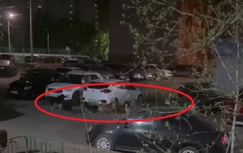В Оренбурге проблему бродячих собак пока никто не может решить