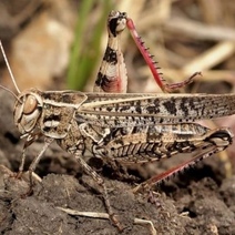 В Оренбургской области появились личинки саранчи