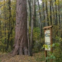 У 300-летней сосны из Бузулукского бора есть все шансы стать «Деревом года»