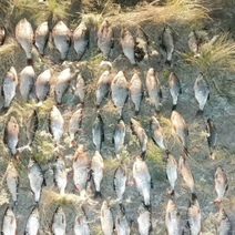 В Орске задержан рыбак-браконьер с сетями и лодкой