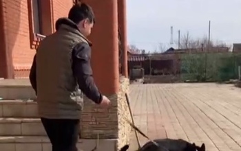 В Оренбуржье собака нашла вора, порезавшегося при краже золота из шкатулки