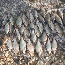 В Новотроицке браконьера с добычей и сетями встречали на берегу реки полицейские