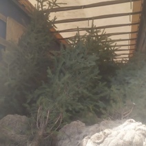 В Оренбургской области пресечен незаконный вывоз 84 саженцев елей в Казахстан