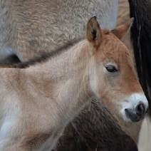 Первому жеребенку лошади Пржевальского, рожденному в 2022 году, дали скифское имя