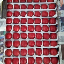 В Оренбургской области выявлено 18,5 тонн зараженных томатов