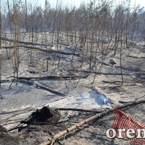 Для оренбуржцев в десять раз вырастут штрафы за провокацию лесных пожаров