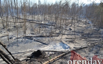 Для оренбуржцев в десять раз вырастут штрафы за провокацию лесных пожаров