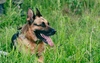 В Оренбуржье собака пограничников обнаружила иностранцев-нелегалов в густом кустарнике