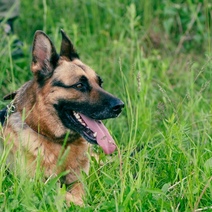 В Оренбуржье собака пограничников обнаружила иностранцев-нелегалов в густом кустарнике