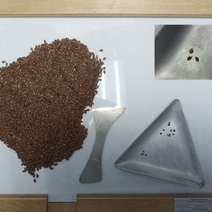 В Оренбургской области в крупной партии семян масличного льна обнаружили амброзию