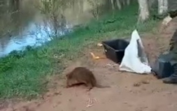 Инспекторы 