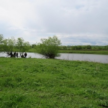 Пьяный житель Оренбургской области застрелил белого лебедя
