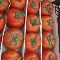 В Оренбуржье снова выявили зараженные томаты из Узбекистана