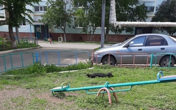 В Оренбурге неизвестные снова отравили бездомных собак (18+)