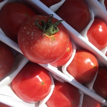 В Оренбургской области выявлено уже 8 партий зараженных томатов из Узбекистана