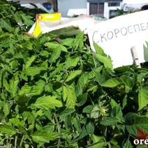 Оренбуржцы в шоке от цен на рассаду