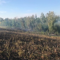 В Переволоцком районе наказан тракторист, спаливший гектар леса почти на 4 млн. рублей
