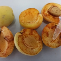 В Оренбургской области вслед за томатами обнаружили партию зараженных абрикосов