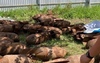 На садовом участке в Казани раскопали 50 авиационных бомб