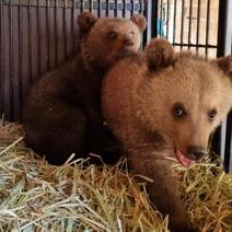 В отношении контрабандистов, пытавшихся вывезти из Оренбуржья медвежат, завели уголовные дела
