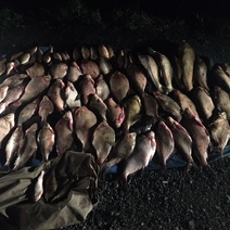 В Новоорском районе браконьер наловил рыбы на два года лишения свободы