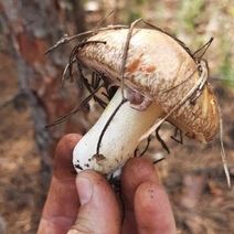 Из-за дождей Оренбуржье превратилось в рай для грибников