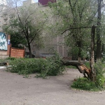 В Оренбурге ветер повалил несколько деревьев