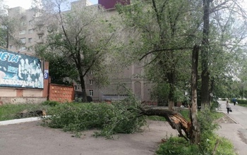 В Оренбурге ветер повалил несколько деревьев