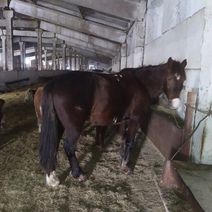 Вор-неудачник из Адамовского района, в два захода похитивший телят и коня, лишился свободы