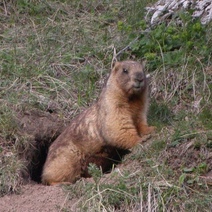 В июле в Оренбургской области стартует сезон охоты на сурков