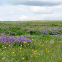 Дожди и отсутствие жары превратили Предуральскую степь в райский сад