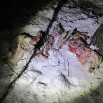 Житель Первомайского района предстанет перед судом за отстрел двух косуль (18+)