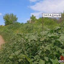 В Оренбургской области целые сёла зарастают бурьяном