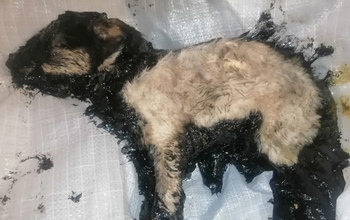 В Оренбурге щенок едва не утонул в гудроне - его спасали несколько часов