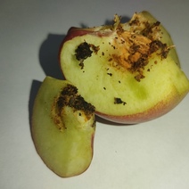 В Оренбургскую область завезли зараженные вредным организмом нектарины