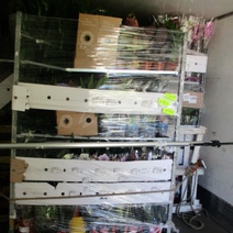 В Оренбуржье цветы в горшках отменяются