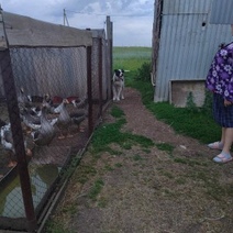 В Сорочинске алабай покусал двухлетнюю девочку