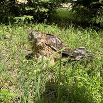 В детском лагере Оренбурга спасли истощенного сокола