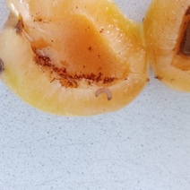 На прилавки оренбургских магазинов рискуют попасть зараженные абрикосы