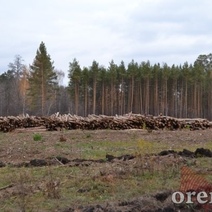 Экс-инспекторы по охране окружающей среды, воровавшие древесину из Бузулукского бора, не согласны с приговором