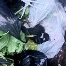 В Оренбурге неизвестные выбросили в бак для мусора новорождённых щенков