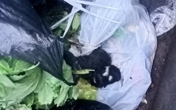 В Оренбурге неизвестные выбросили в бак для мусора новорождённых щенков