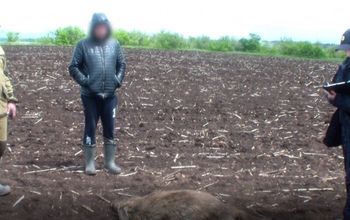 Оренбуржец из окна машины застрелил самку кабана и двух ее детенышей (18+)